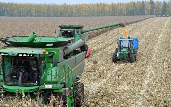 黑龍江墾區玉米豐收