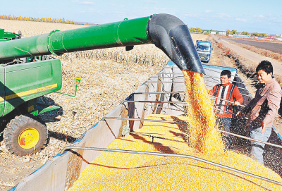 哈爾濱市集中人力物力推進(jìn)秋收