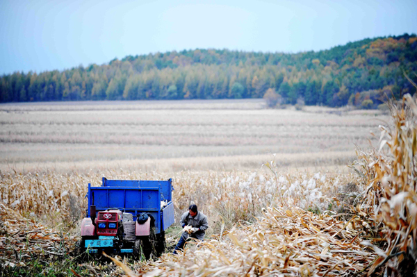 黑土地上“搶”秋收 讓豐產糧食早進倉