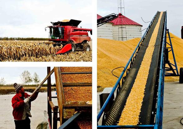 “北大倉”黑龍江:科技增糧玉米香