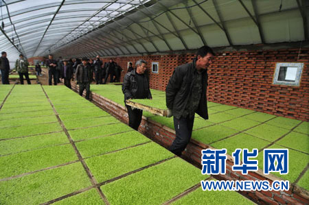 黑龍江林口工廠化育秧促農增收