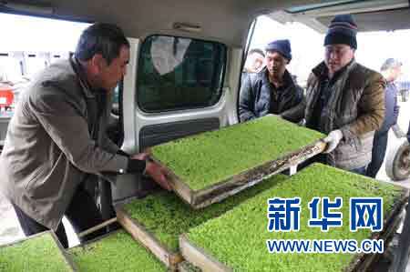 黑龍江林口工廠化育秧促農增收