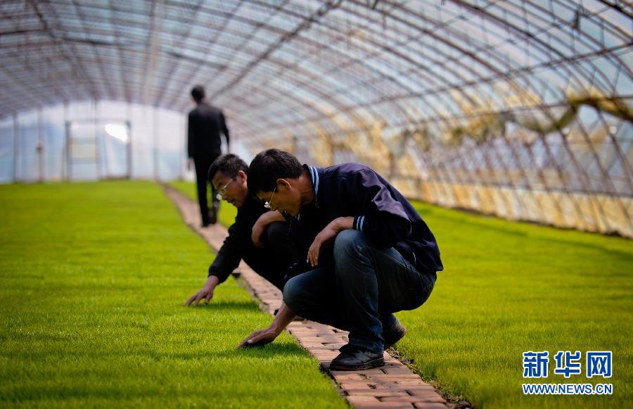 “北大倉”黑龍江：科技育秧加減法算出稻農增收賬