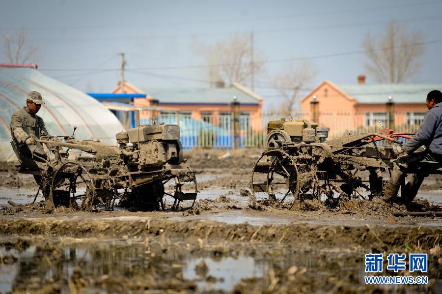 “北大倉”黑龍江：科技育秧加減法算出稻農增收賬