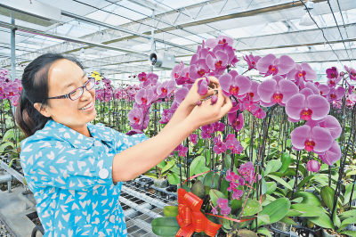 觀光農業如火如荼