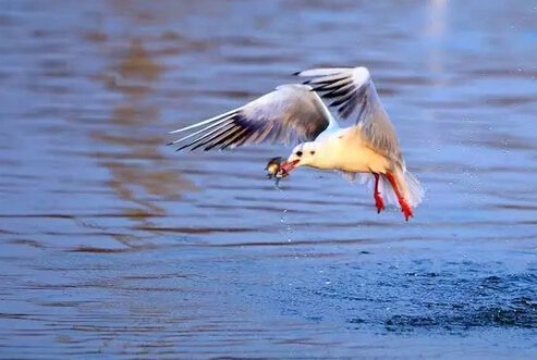哈爾濱游客在昆明虐死紅嘴鷗 警察跨省來抓(圖)