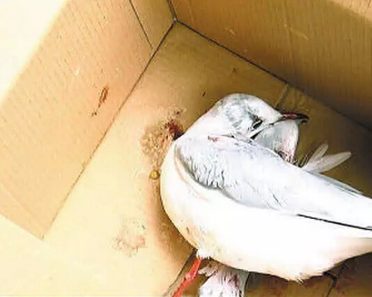 哈爾濱游客在昆明虐死紅嘴鷗 警察跨省來抓(圖)