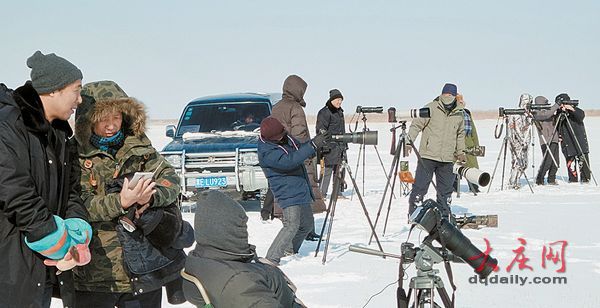 大慶市民發現雪鸮 罕見寒帶“北極女王”留守大慶(組圖)