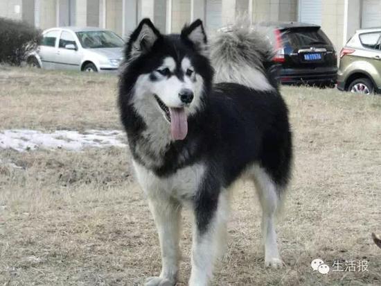 哈爾濱遠大都市綠洲又有3條寵物狗死亡 驚現藏毒火腿腸