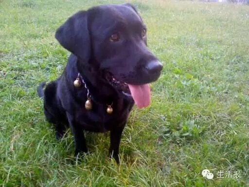 哈爾濱遠大都市綠洲又有3條寵物狗死亡 驚現藏毒火腿腸