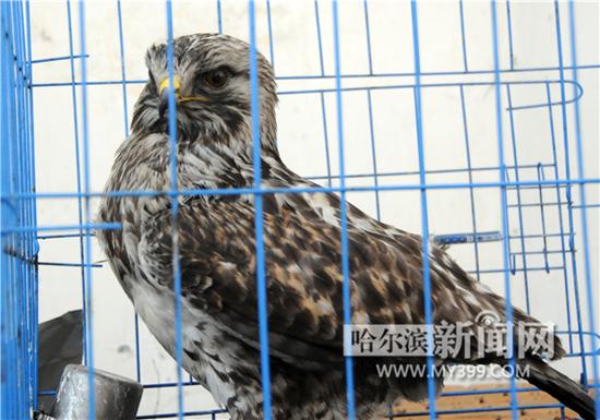 哈爾濱市民撿到威猛大雕呆萌藍狐 將放歸自然(圖)