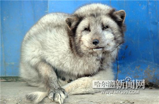 哈爾濱市民撿到威猛大雕呆萌藍狐 將放歸自然(圖)