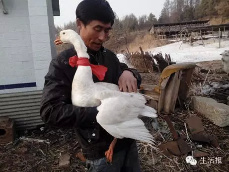 黑龍江省樺南縣家養大鵝能飛 被錯認為大雁遭獵捕(組圖)