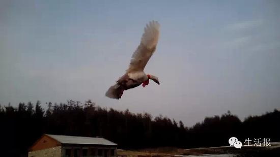 黑龍江省樺南縣家養大鵝能飛 被錯認為大雁遭獵捕(組圖)