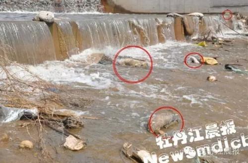 牡丹江銀龍溪河道內驚現六七頭死豬