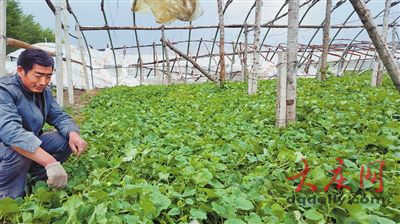 黑龍江肇源遭大風襲擊風力超10級 損失超千萬元