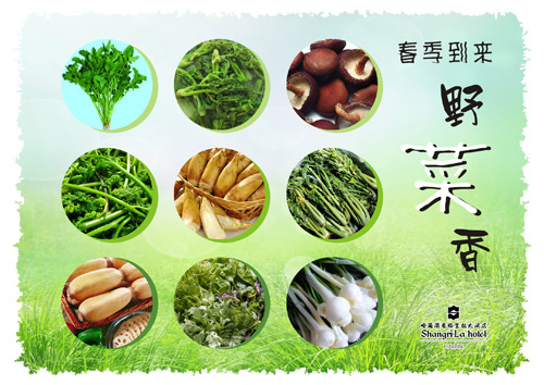 清新菊花茶、幽幽野菜香盡在哈爾濱香格里拉大酒店