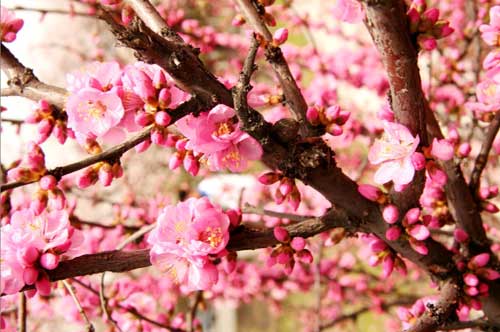 杏花綻放 歡樂滿城