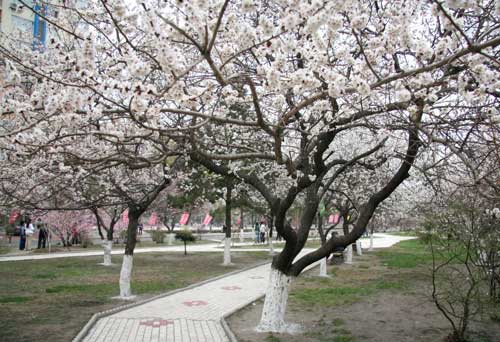 杏花綻放 歡樂滿城