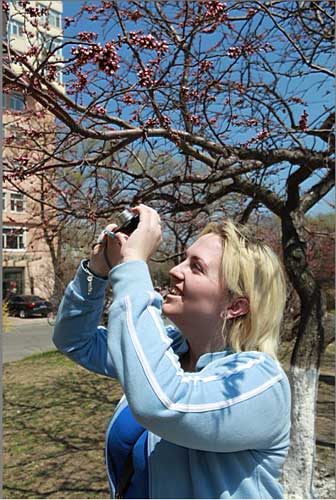 杏花綻放 歡樂滿城