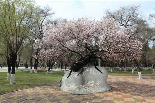 杏花綻放 歡樂滿城