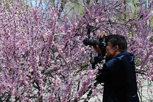 杏花綻放 歡樂滿城