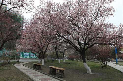 杏花綻放 歡樂滿城