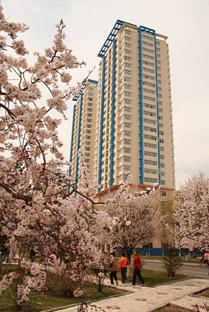 杏花綻放 歡樂滿城