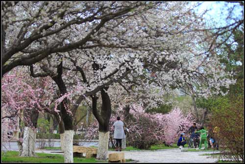 杏花綻放 歡樂滿城