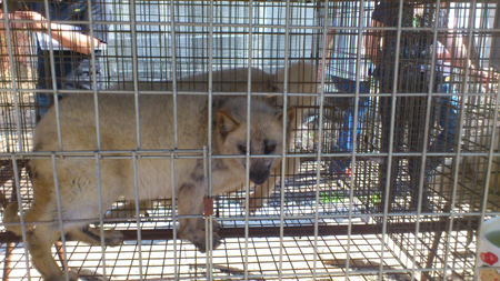 “哈爾濱美麗鄉村行”之走進巴彥