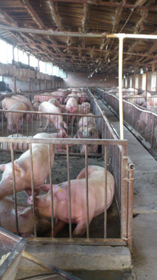 “哈爾濱美麗鄉村行”之走進巴彥