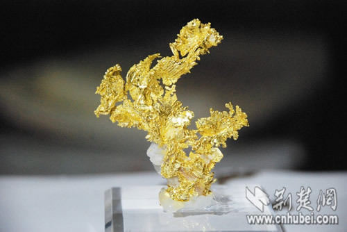 “天然金塊”春節期間武漢亮相