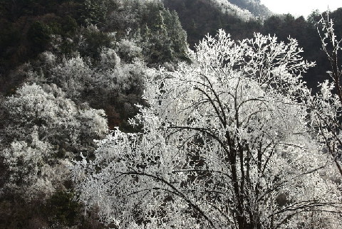 神農架出現持續霧凇景觀(圖)