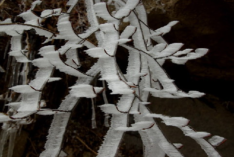 神農架出現持續霧凇景觀(圖)