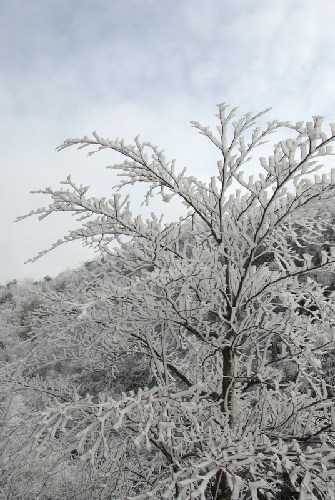 神農(nóng)架出現(xiàn)持續(xù)霧凇景觀(圖)