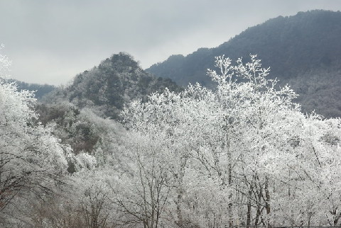 神農(nóng)架出現(xiàn)持續(xù)霧凇景觀(圖)