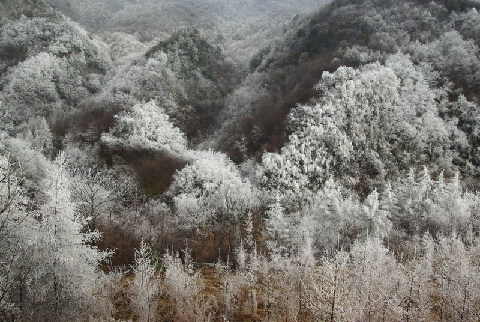 神農(nóng)架出現(xiàn)持續(xù)霧凇景觀(圖)