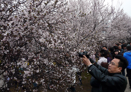 武漢大學櫻花開了