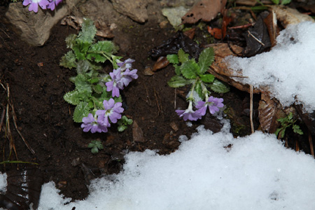 神農架降十年最大春雪