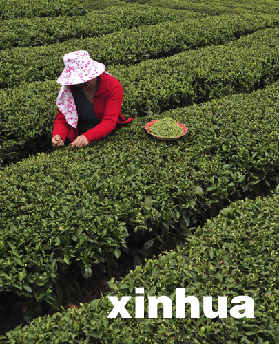 湖北恩施春茶大面積開采