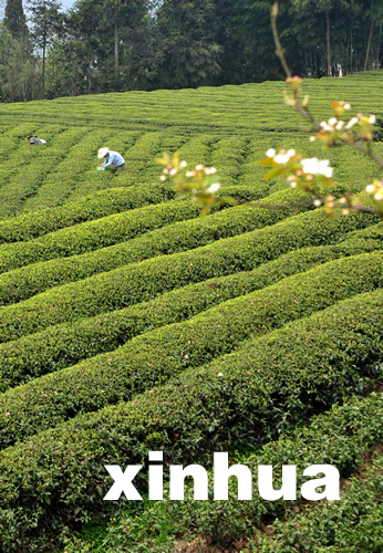 湖北恩施春茶大面積開采