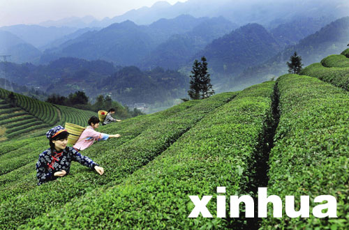 恩施:春到山鄉采茶忙