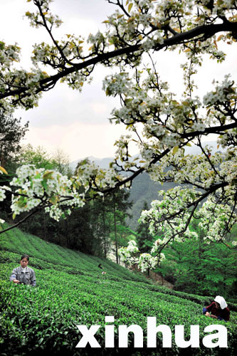 恩施:春到山鄉采茶忙
