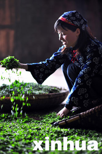 恩施:春到山鄉采茶忙