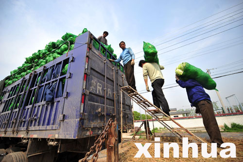 嘉魚包菜一分一斤沒人要