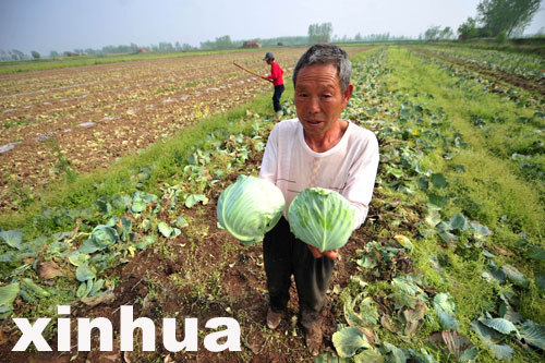 嘉魚包菜一分一斤沒人要