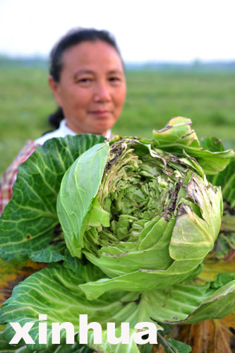 嘉魚包菜一分一斤沒人要