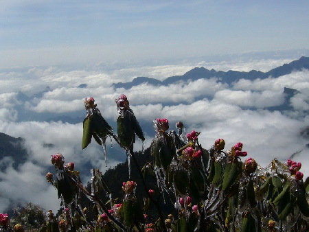 神農架現冰雪杜鵑奇觀（組圖）