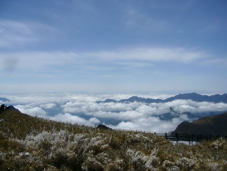 神農架現冰雪杜鵑奇觀（組圖）
