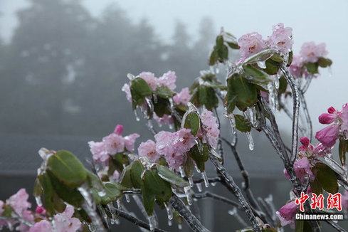 湖北神農架因持續降溫出現冰凌景象